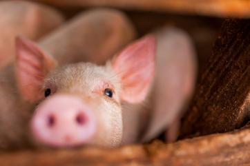Квота и пошлина на экспорт зерна понизят себестоимость свинины
